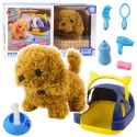 Pies Pudel Interaktywny Pluszowy Chodzi Szczeka Transporter Akcesoria LEAN Toys