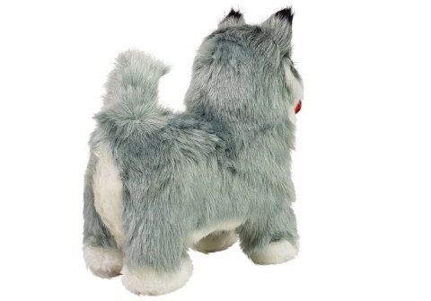 Interaktywny Pies Husky Porusza się, Szczeka LEAN Toys